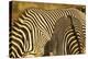 Grevy's Zebra-Mary Ann McDonald-Premier Image Canvas