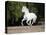 Grey Andalusian Stallion Cantering in Field, Ojai, California, USA-Carol Walker-Premier Image Canvas