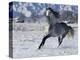 Grey Andalusian Stallion Cantering in Snow, Longmont, Colorado, USA-Carol Walker-Premier Image Canvas