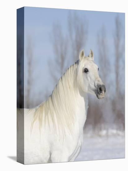 Grey Andalusian Stallion Head and Neck Portrait, Longmont, Colorado, USA-Carol Walker-Premier Image Canvas