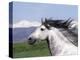 Grey Andalusian Stallion Head Portrait, Colorado, USA-Carol Walker-Premier Image Canvas