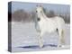 Grey Andalusian Stallion Portrait in Snow, Longmont, Colorado, USA-Carol Walker-Premier Image Canvas