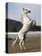 Grey Andalusian Stallion Rearing, Ojai, California, USA-Carol Walker-Premier Image Canvas