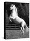 Grey Andalusian Stallion Rearing on Hind Legs, Ojai, California, USA-Carol Walker-Premier Image Canvas