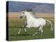 Grey Andalusian Stallion Running in Field, Longmont, Colorado, USA-Carol Walker-Premier Image Canvas