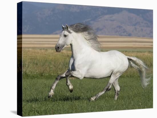 Grey Andalusian Stallion Running in Field, Longmont, Colorado, USA-Carol Walker-Premier Image Canvas