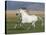 Grey Andalusian Stallion Running in Field, Longmont, Colorado, USA-Carol Walker-Premier Image Canvas
