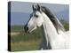 Grey Andalusian Stallion Running in Field, Longmont, Colorado, USA-Carol Walker-Premier Image Canvas