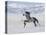 Grey Andalusian Stallion Trotting in Snow, Longmont, Colorado, USA-Carol Walker-Premier Image Canvas