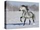 Grey Andalusian Stallion Trotting in Snow, Longmont, Colorado, USA-Carol Walker-Premier Image Canvas