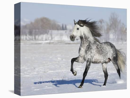 Grey Andalusian Stallion Trotting in Snow, Longmont, Colorado, USA-Carol Walker-Premier Image Canvas