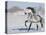 Grey Andalusian Stallion Trotting in Snow, Longmont, Colorado, USA-Carol Walker-Premier Image Canvas