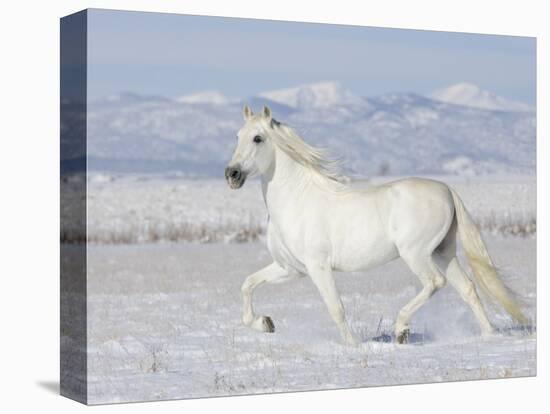 Grey Andalusian Stallion Trotting in Snow, Longmont, Colorado, USA-Carol Walker-Premier Image Canvas