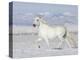 Grey Andalusian Stallion Trotting in Snow, Longmont, Colorado, USA-Carol Walker-Premier Image Canvas