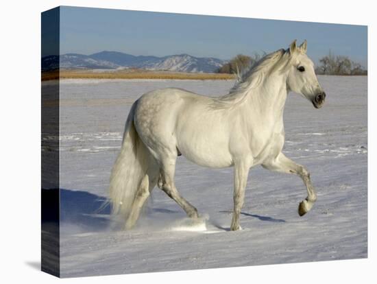 Grey Andalusian Stallion Trotting Through Snow, Colorado, USA-Carol Walker-Premier Image Canvas