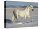 Grey Andalusian Stallion Trotting Through Snow, Colorado, USA-Carol Walker-Premier Image Canvas