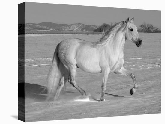 Grey Andalusian Stallion Trotting Through Snow, Colorado, USA-Carol Walker-Premier Image Canvas