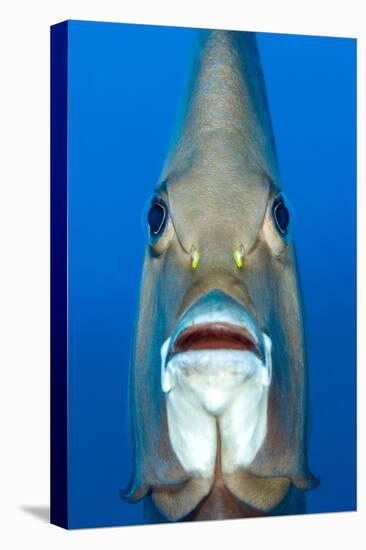 Grey angelfish, Cayman Islands, Caribbean Sea-Alex Mustard-Premier Image Canvas