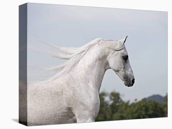 Grey Arab Stallion, Ojai, California, USA-Carol Walker-Premier Image Canvas