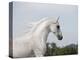 Grey Arab Stallion, Ojai, California, USA-Carol Walker-Premier Image Canvas