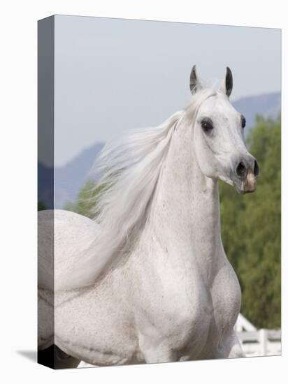 Grey Arabian Stallion Portrait, Ojai, California, USA-Carol Walker-Premier Image Canvas