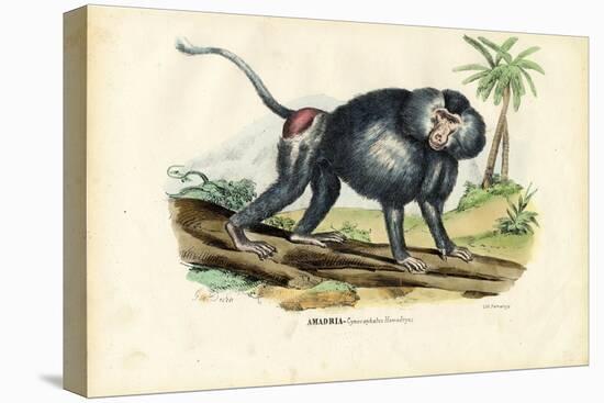 Grey Baboon, 1863-79-Raimundo Petraroja-Premier Image Canvas