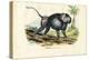 Grey Baboon, 1863-79-Raimundo Petraroja-Premier Image Canvas