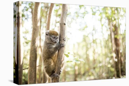 Grey Bamboo Lemur (Hapalemur), Lemur Island, Andasibe, Eastern Madagascar, Africa-Matthew Williams-Ellis-Premier Image Canvas