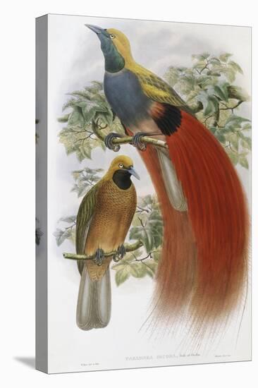 Grey Chested Bird of Paradise-John Gould-Premier Image Canvas