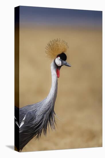 Grey crowned crane (Balearica regulorum), Ngorongoro National Park, Tanzania, East Africa, Africa-Ashley Morgan-Premier Image Canvas
