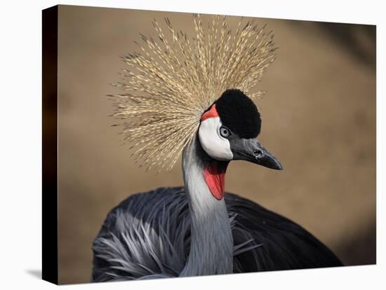 Grey Crowned Crane (Balearica Regulorum)-dirkr-Premier Image Canvas