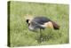 Grey-Crowned Crane Hunting, Ngorongoro Conservation Area, Tanzania-James Heupel-Premier Image Canvas