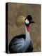 Grey Crowned Crane, Kenya-Charles Sleicher-Premier Image Canvas