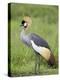 Grey Crowned Crane, Serengeti National Park, Tanzania, East Africa-James Hager-Premier Image Canvas