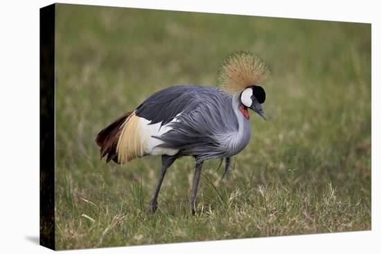 Grey Crowned Crane (Southern Crowned Crane) (Balearica Regulorum)-James Hager-Premier Image Canvas