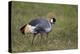 Grey Crowned Crane (Southern Crowned Crane) (Balearica Regulorum)-James Hager-Premier Image Canvas