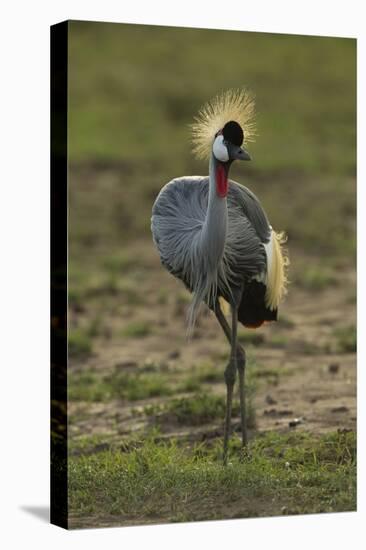 Grey-Crowned Crane-Mary Ann McDonald-Premier Image Canvas