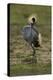 Grey-Crowned Crane-Mary Ann McDonald-Premier Image Canvas