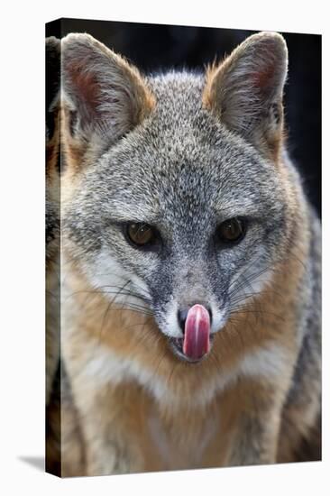 Grey Fox (Urocyon Cinereoargenteus) Licking Nose, Captive, Mexico City-Claudio Contreras-Premier Image Canvas