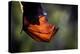 Grey-headed flying-fox hanging upside down in tree, Australia-Doug Gimesy-Premier Image Canvas