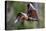 Grey-headed flying-fox in flight, with tongue out, Australia-Doug Gimesy-Premier Image Canvas