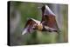 Grey-headed flying-fox in flight, with tongue out, Australia-Doug Gimesy-Premier Image Canvas