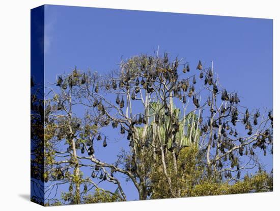 Grey-Headed Flying Fox, (Ptereopus Poliocephalus), Botanical Garden, Sydney, Australia-Thorsten Milse-Premier Image Canvas