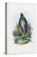 Grey Heron, 1863-79-Raimundo Petraroja-Premier Image Canvas
