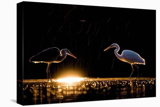 Grey heron and Great white egret, Hungary-Bence Mate-Premier Image Canvas