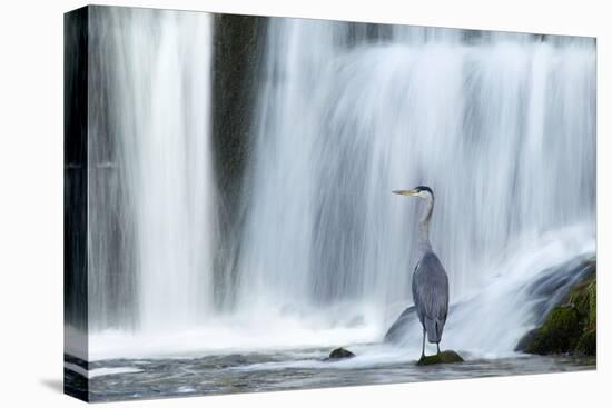 Grey Heron (Ardea Cinerea) Beneath Waterfall. Ambleside, Lake District, UK, November-Ben Hall-Premier Image Canvas