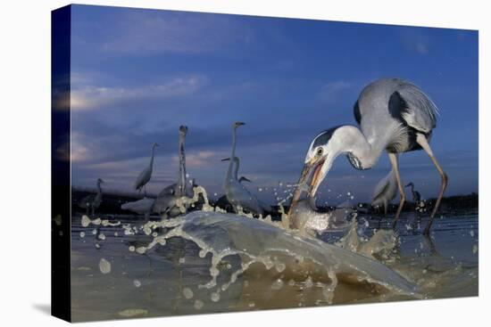 Grey Heron (Ardea Cinerea) Catching Fish, Taken With Remote Camera, Pusztaszer, Hungary, June-Bence Mate-Premier Image Canvas