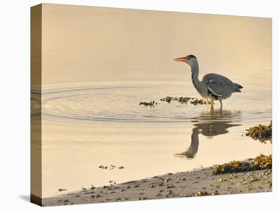 Grey Heron (Ardea cinerea), County Clare, Munster, Republic of Ireland, Europe-Carsten Krieger-Premier Image Canvas