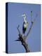 Grey Heron (Ardea Cinerea), Kruger National Park, South Africa, Africa-Steve & Ann Toon-Premier Image Canvas