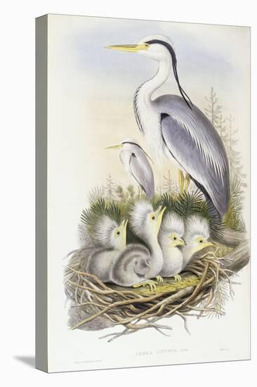 Grey Heron (Ardea Cinerea)-John Gould-Premier Image Canvas